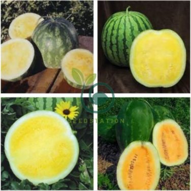 Hybrid Black Skin Round Shape Yellow Meat Seedless Watermelon 20 Seeds