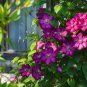 Clematis Plants Real Rare Clematis Plant Outdoor Plant Natural Growth 200 Seeds