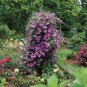 Clematis Plants Real Rare Clematis Plant Outdoor Plant Natural Growth 200 Seeds
