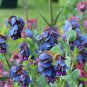 Honeywort Blue Shrimp Plant 40 Seeds