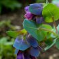 Honeywort Blue Shrimp Plant 40 Seeds