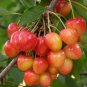Rainier Cherry Stratified Tree  40 Seeds