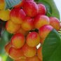 Rainier Cherry Stratified Tree  40 Seeds