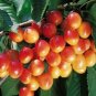 Rainier Cherry Stratified Tree  40 Seeds