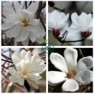 White Yulan Magnolia Tree  20 Seeds