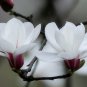White Yulan Magnolia Tree 20 Seeds