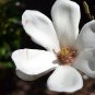 White Yulan Magnolia Tree 20 Seeds