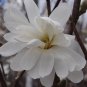 White Yulan Magnolia Tree 20 Seeds