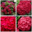 Rare Red Hydrangea Mother 30 Seeds
