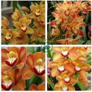 Rare Cymbidium Orchid Plant African  200 Seeds