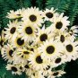 Italian White Sunflower  40 Seeds