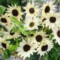 Italian White Sunflower  40 Seeds