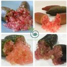Imported Rose Pink Bliss Finger Lime Plant  20 Seeds