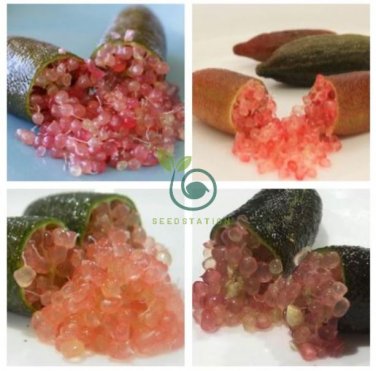 Imported Rose Pink Bliss Finger Lime Plant  20 Seeds