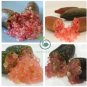 Imported Rose Pink Bliss Finger Lime Plant  20 Seeds