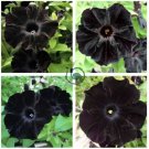 Rare Super Black Cat Petunia Flower   200 Seeds