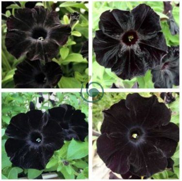 Rare Super Black Cat Petunia Flower   200 Seeds