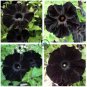 Rare Super Black Cat Petunia Flower   200 Seeds