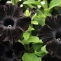 Rare Super Black Cat Petunia Flower   200 Seeds