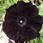 Rare Super Black Cat Petunia Flower 200 Seeds