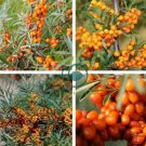 Sea Buckthorn Shrub 40 Seeds