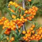 Sea Buckthorn Shrub 40 Seeds