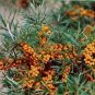 Sea Buckthorn Shrub 40 Seeds