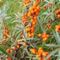 Sea Buckthorn Shrub 40 Seeds