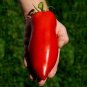 Jersey Devil Tomato 200 Seeds