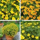 Tagetes tenuifolia Signet Marigold Gem Mixed 200 Seeds