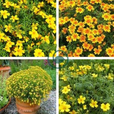 Tagetes tenuifolia Signet Marigold Gem Mixed 200 Seeds
