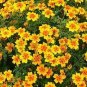 Tagetes tenuifolia Signet Marigold Gem Mixed 200 Seeds