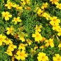 Tagetes tenuifolia Signet Marigold Gem Mixed 200 Seeds