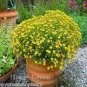 Tagetes tenuifolia Signet Marigold Gem Mixed 200 Seeds