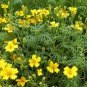 Tagetes tenuifolia Signet Marigold Gem Mixed 200 Seeds