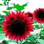'Bonanza' Red Ornamental Sunflower 30 Seeds
