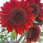 'Bonanza' Red Ornamental Sunflower 30 Seeds