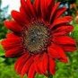 'Bonanza' Red Ornamental Sunflower 30 Seeds