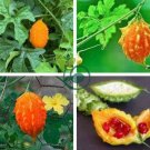 Jamaican Cerasee Gold Bitter Melon 12 Seeds