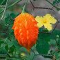 Jamaican Cerasee Gold Bitter Melon 12 Seeds