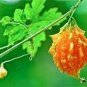 Jamaican Cerasee Gold Bitter Melon 12 Seeds