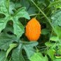 Jamaican Cerasee Gold Bitter Melon 12 Seeds