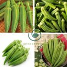 Green Okra Clemsons Spineless Red gumbo Herb Vegetable 200 Seeds