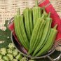 Green Okra Clemsons Spineless Red gumbo Herb Vegetable 200 Seeds