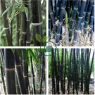 Rare Fresh Java Black bamboo seeds Gigantochloa artroviolacea 200 Seeds
