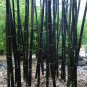Rare Fresh Java Black bamboo seeds Gigantochloa artroviolacea 200 Seeds
