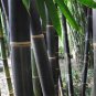 Rare Fresh Java Black bamboo seeds Gigantochloa artroviolacea 200 Seeds