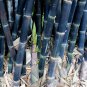 Rare Fresh Java Black bamboo seeds Gigantochloa artroviolacea 200 Seeds