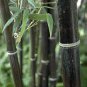 Rare Fresh Java Black bamboo seeds Gigantochloa artroviolacea 200 Seeds