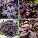 Purple Sweet Basil with Giant Leaves 200 Seeds